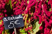 Price tag on Amaranth flowers at a flower shop, Rue De Buci, Paris, Ile-de-France, France Fine Art Print