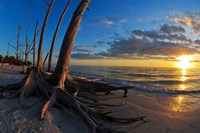 Dead Trees on the Beach at Sunset, Lovers Key State Park, Lee County, Florida Fine Art Print