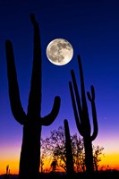 Moon over Saguaro cactus (Carnegiea gigantea), Tucson, Pima County, Arizona, USA Fine Art Print