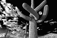 Saguaro cactus, Tucson, Arizona (B&W, horizontal) Fine Art Print