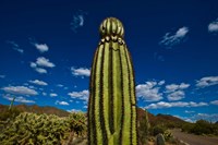 Low angle view of a Saguaro cactus (Carnegiea gigantea), Tucson, Pima County, Arizona Fine Art Print