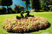 Topiary and flower bed in a garden, Villa Carlotta, Tremezzo, Como, Lombardy, Italy Fine Art Print