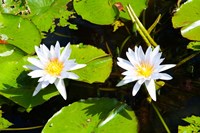 Water lilies with lily pads in a pond, Isola Madre, Stresa, Lake Maggiore, Piedmont, Italy Fine Art Print