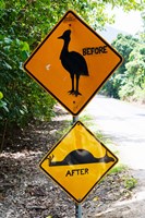 Warning sign at the roadside, Cape Tribulation, Queensland, Australia Fine Art Print