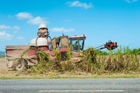 Sugar Cane being Harvested, Australia Fine Art Print