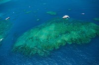 Aerial view of coral reef in the pacific ocean, Great Barrier Reef, Queensland, Australia Fine Art Print