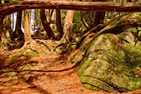 Trail in a forest, Muskoka, Ontario, Canada Fine Art Print