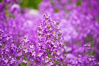 Close-up of Pink Fireweed flowers, Ontario, Canada by Panoramic Images - various sizes