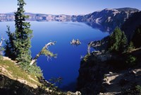 Red Elderberry (Sambucus racemosa) with Phantom Ship island in Crater Lake, Crater Lake National Park, Oregon, USA Fine Art Print