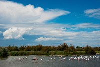 Flamingos in a lake, Parc Ornithologique Du Pont de Gau, D570, Camargue, Bouches-Du-Rhone, Provence-Alpes-Cote d'Azur, France Fine Art Print
