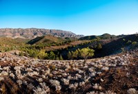 Typical outback landscape, Hawker, Flinders Ranges National Park, South Australia, Australia Fine Art Print