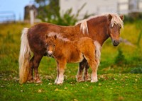 Shetland ponies standing on the grass Fine Art Print