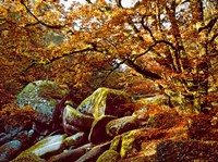 Trees with Granite Rocks at Huelgoat forest in autumn, Finistere, Brittany, France Fine Art Print