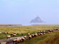 Flock of sheep in a field with Mont Saint-Michel island in the background, Manche, Basse-Normandy, France Fine Art Print