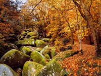 Autumn Trees with Granite Rocks, Huelgoat forest, Finistere, Brittany, France Fine Art Print