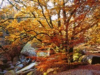 Autumn in Huelgoat Forest, Brittany, France Fine Art Print
