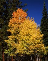 Ponderosa pine with Aspen and Fir trees in autumn, Crater Lake National Park, Oregon, USA Fine Art Print