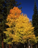 Ponderosa pine with Aspen and Fir trees in autumn, Crater Lake National Park, Oregon, USA by Panoramic Images - various sizes