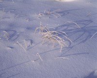 Snow covered grass on South Rim, Crater Lake National Park, Oregon, USA Fine Art Print
