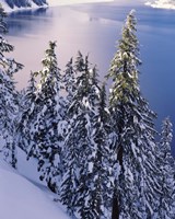 Snow Covered Trees at South Rim, Crater Lake National Park, Oregon Fine Art Print
