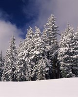 Snow Covered Western Hemlock and Fir Trees on Munson Ridge, Crater Lake National Park, Oregon Fine Art Print
