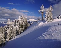 Snow covered trees in winter, Mt. Scott, Crater Lake National Park, Oregon, USA Fine Art Print