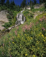 Fireweed at Vidae Falls, Crater Lake National Park, Oregon, USA Fine Art Print