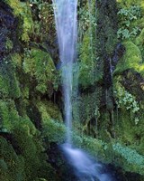 Wheeler Creek Waterfall on Dutton Ridge, Crater Lake National Park, Oregon, USA Fine Art Print