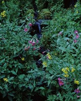 Castle Crest Wildflower Garden Trail, Munson Creek, Crater Lake National Park, Oregon Fine Art Print