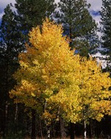 Aspen and Ponderosa pine trees in autumn, Crater Lake National Park, Oregon, USA by Panoramic Images - various sizes