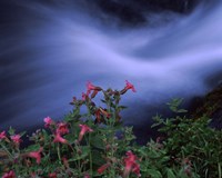 Flowers on Plants, Castle Crest Wildflower Garden Trail, Munson Creek, Crater Lake National Park, Oregon Fine Art Print