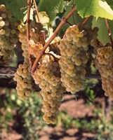 Chardonnay Grapes, California Fine Art Print