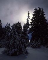 Munson Ridge, Crater Lake National Park, Oregon Fine Art Print