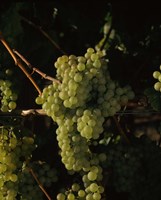 Grapes in a Viineyard, Carneros Region, California Fine Art Print