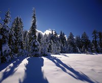 Sunrise through snow covered fir trees at South Rim, Crater Lake National Park, Oregon, USA Fine Art Print