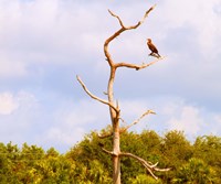 Low angle view of a Cormorant (Phalacrocorax carbo) on a tree, Boynton Beach, Florida, USA Fine Art Print