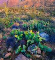 Prickly pear and saguaro cacti, Santa Catalina Mountains, Oro Valley, Arizona, USA Fine Art Print