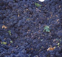 Cabernet Sauvignon Grapes in Vineyard, Wine Country, California Framed Print