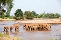 Herd of African Elephants, Uaso Nyiro River, Kenya by Panoramic Images - various sizes