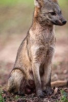Close-up of a Crab-Eating fox, Three Brothers River, Meeting of the Waters State Park, Pantanal Wetlands, Brazil Fine Art Print