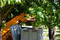 Cherry Harvester, Cucuron, Vaucluse, Provence-Alpes-Cote d'Azur, France Fine Art Print