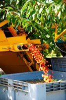 Harvesting Cherries, Cucuron, Vaucluse, Provence-Alpes-Cote d'Azur, France Fine Art Print