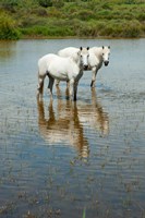 Two Camargue White Horses in a Lagoon, Camargue, Saintes-Maries-De-La-Mer, Provence-Alpes-Cote d'Azur, France (vertical) Fine Art Print