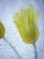 Tulipanes Amarillos 32 2 Fine Art Print