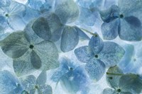 Flores en Hielo II Fine Art Print