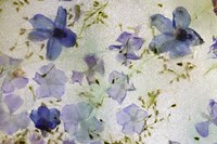 Flores en Hielo III Fine Art Print