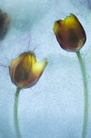 Flowers on Ice-10 Fine Art Print