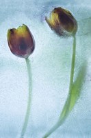 Flowers on Ice-8 Fine Art Print