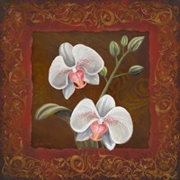 Orchid Study II by Tom Wood - various sizes