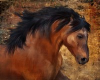 Wild Horse by Tom Wood - various sizes